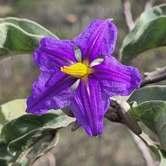 Solanum lycocarpum