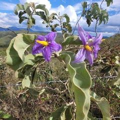 Solanum lycocarpum