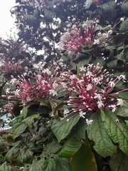 Clerodendrum quadriloculare