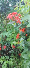 Ixora coccinea