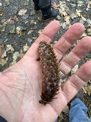 Picea sitchensis