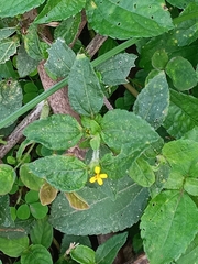 Synedrella nodiflora