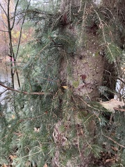 Picea sitchensis