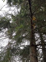 Picea sitchensis