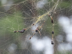 Trichonephila clavipes
