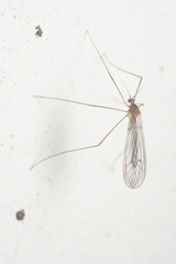 Trichocera annulata