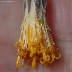 Bebbia juncea