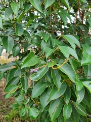 Ligustrum lucidum