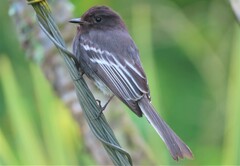 Sayornis nigricans