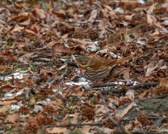 Passerella iliaca iliaca