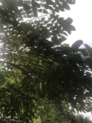 Averrhoa carambola