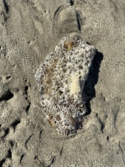 Chrysaora fuscescens