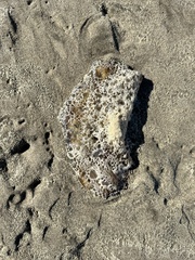 Chrysaora fuscescens