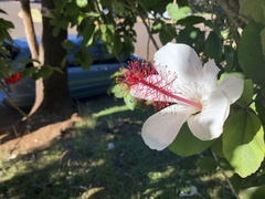 Hibiscus arnottianus