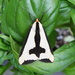 Clymene Moth - Photo (c) Susan Elliott, some rights reserved (CC BY-NC), uploaded by Susan Elliott