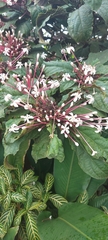 Clerodendrum quadriloculare