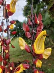 Thunbergia mysorensis