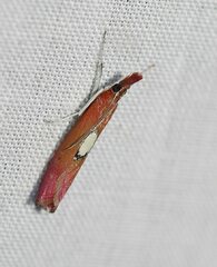 Canuza euspilella