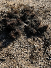 Echinocereus engelmannii