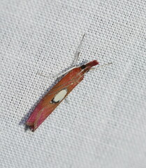 Canuza euspilella