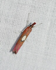 Canuza euspilella