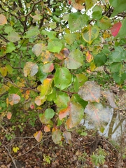 Pyrus calleryana