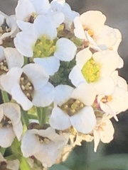 Lobularia maritima