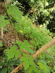 Momordica charantia image