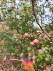 Pyrus calleryana