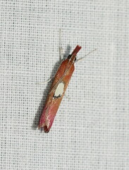 Canuza euspilella