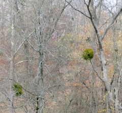 Phoradendron leucarpum