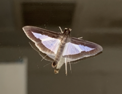 Diaphania hyalinata