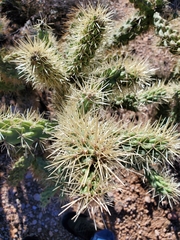 Cylindropuntia