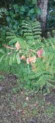 Caesalpinia