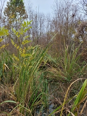 Zizaniopsis miliacea