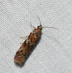 Ephestiopsis oenobarella