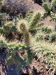 Cylindropuntia