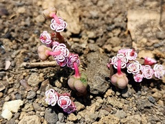 Euphorbia radians