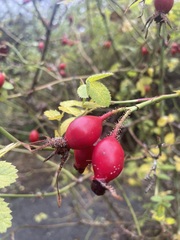 Rosa rubiginosa