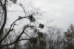 Phoradendron leucarpum