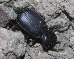 Hypherpes