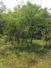 Hymenaea courbaril