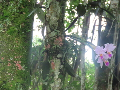 Cattleya quadricolor