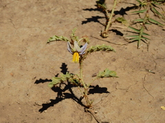 Leptostemonum