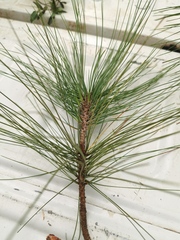 Pinus teocote