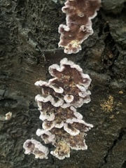 Chondrostereum purpureum
