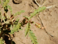 Leptostemonum