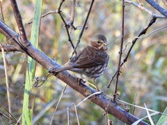 Passerella iliaca iliaca