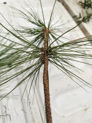 Pinus teocote