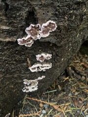Chondrostereum purpureum